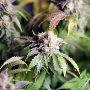 Buy Indica Cannabis Flower Strain Online